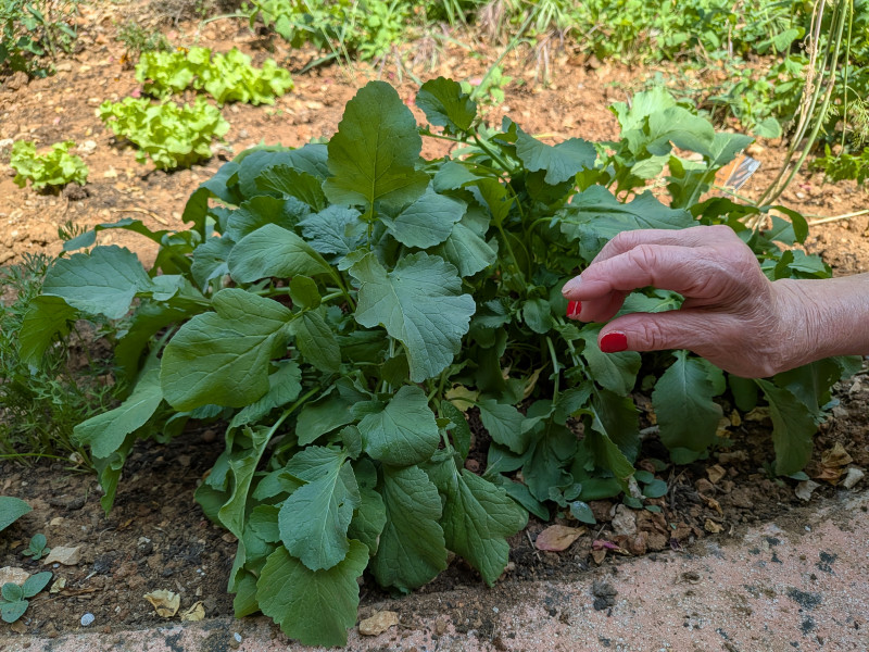Inauguration du Jardin Thérapeutique