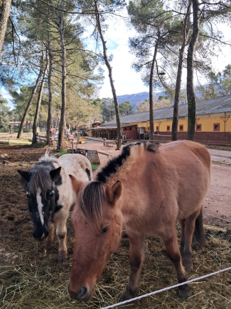 Sortie au Centre Equestre de Nans les Pins